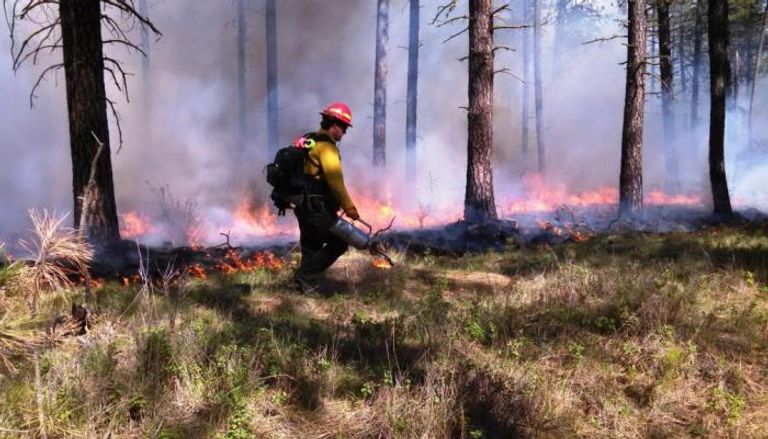 رجل إطفاء يضرم النيران المفتعلة في الحشائش