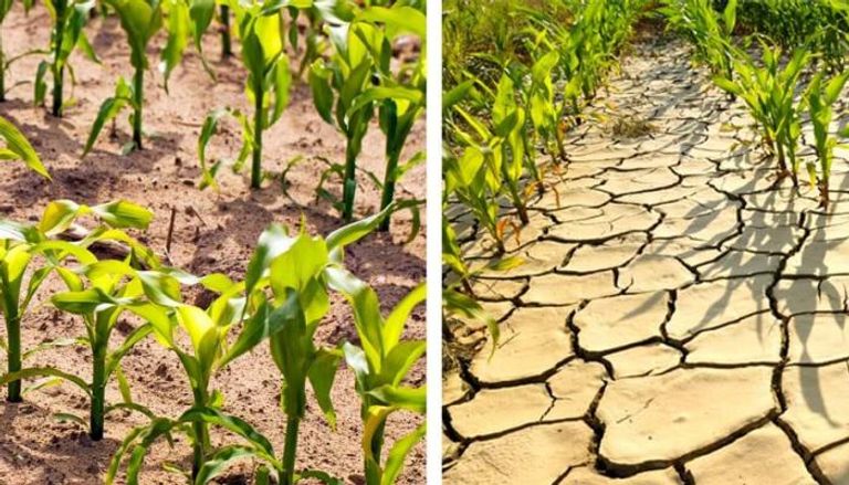 مستقبل الزراعة في ظل تغيرات المناخ