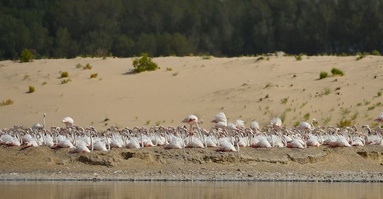 محمية الوثبة