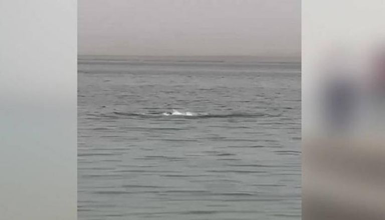لقطة من فيديو هجوم القرش على السائح الروسي