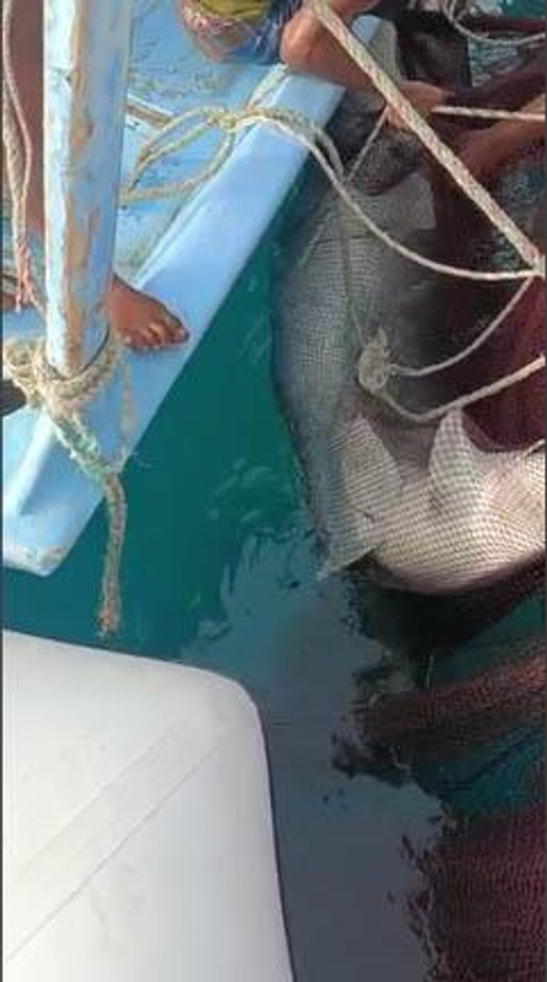 لحظة هجوم القرش على السائح الروسي