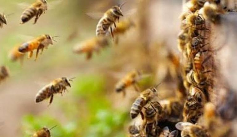 صورة لانتشار النحل