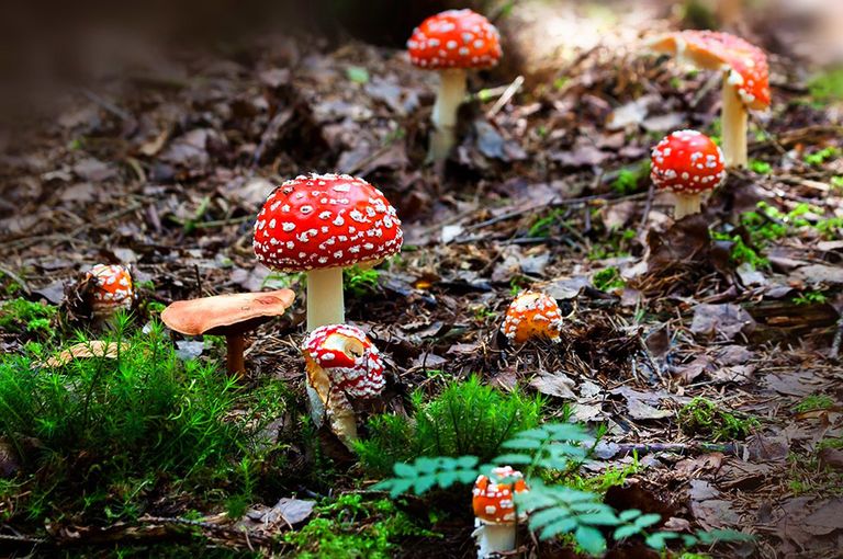 فطريات الميكوريزا