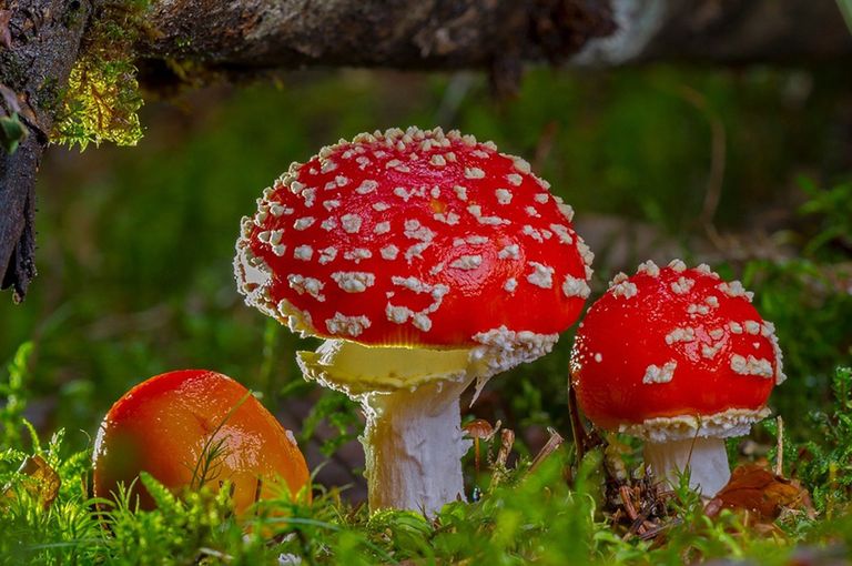 فطريات الميكوريزا