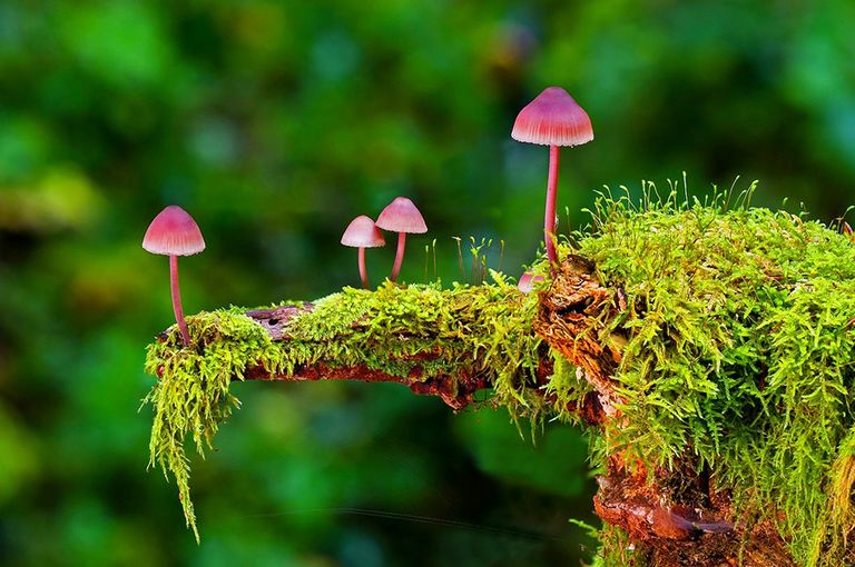 فطريات الميكوريزا