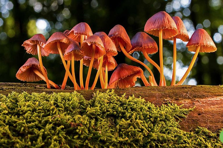 فطريات الميكوريزا