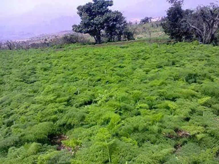 محمية إرف اليمنية