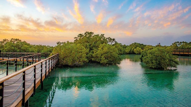 حديقة المانغروف في أبوظبي 