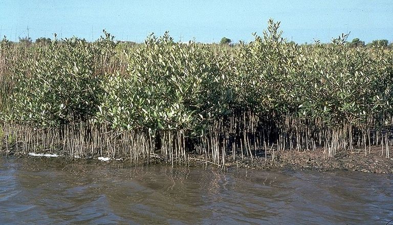 حديقة المانغروف في أبوظبي 
