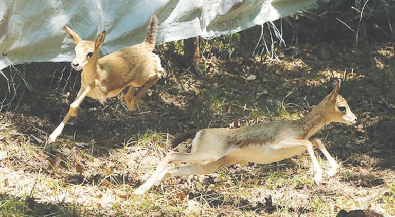 الحياة البرية في تركيا الطبيعة في تركيا.. حدائق وشواطئ وغابات بكر مذهلة