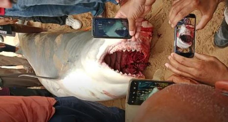 لحظة هجوم القرش على السائح الروسي