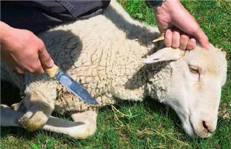 الحجيج على عرفة