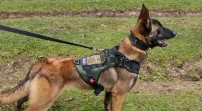 الكلب ويلسون أثناء البحث عن الأطفال في أدغال كولومبيا