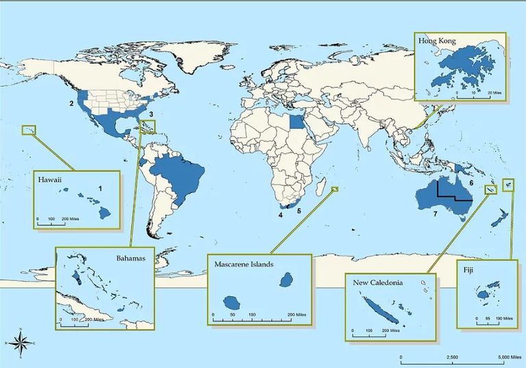 سمكة قرش مفترسة
