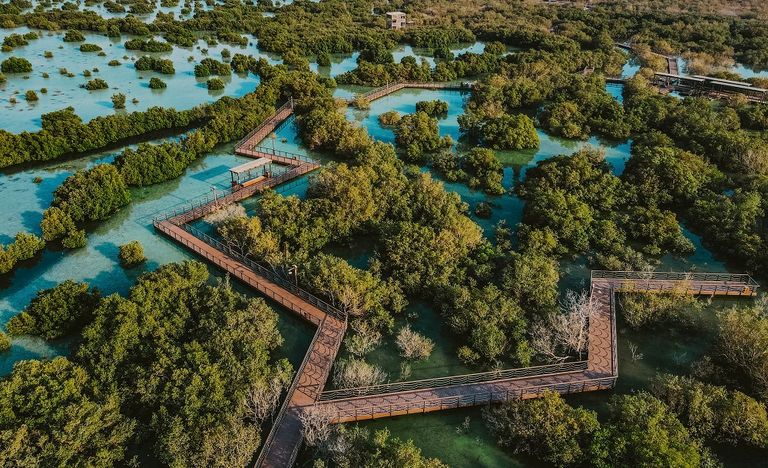 48 % من أشجار القرم في منطقة الخليج العربي موجودة في دولة الإمارات