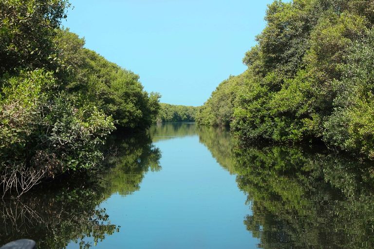 48 % من أشجار القرم في منطقة الخليج العربي موجودة في دولة الإمارات