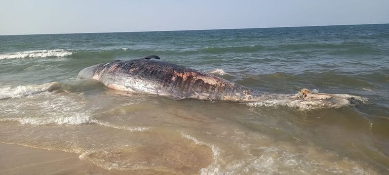 حوت نافق في مصر