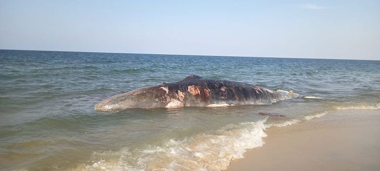 حوت نافق في مصر