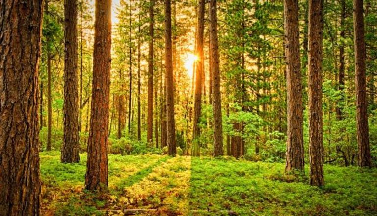 تداعيات تغير المناخ على نمو الأشجار