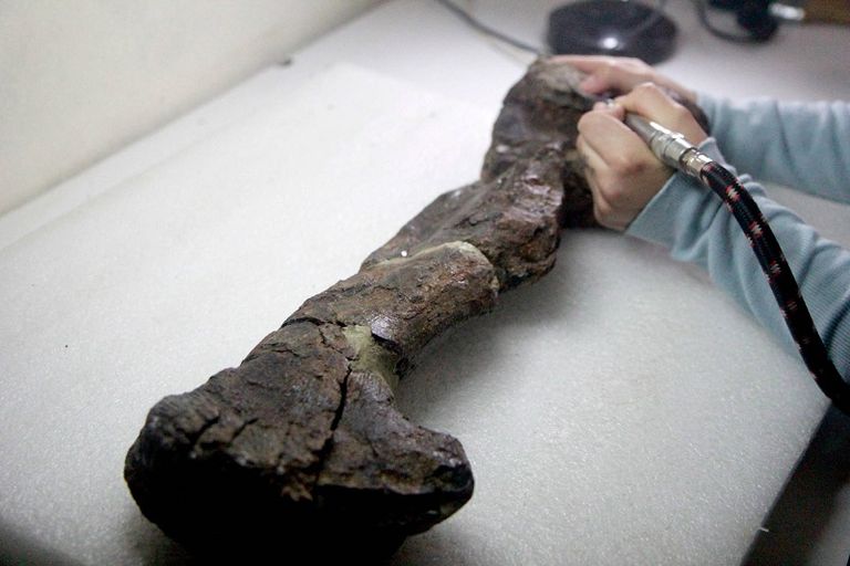 لحظة معاينة بقايا الديناصور