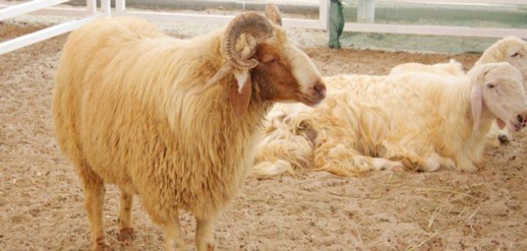 شروط تقسيم الأضحية كيفية وشروط تقسيم الأضحية