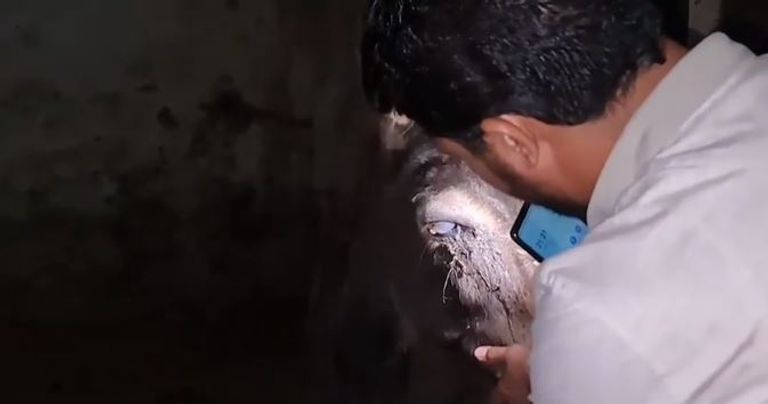 المزارع فقأ عيني حمار