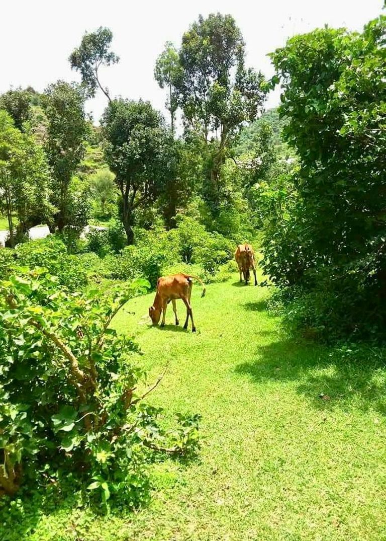 محمية عتمة البرية في اليمن