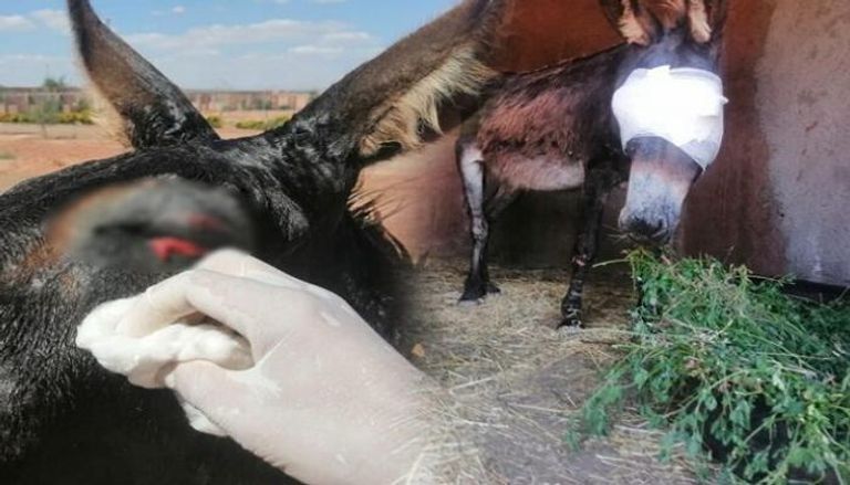 حمار - تعبيرية