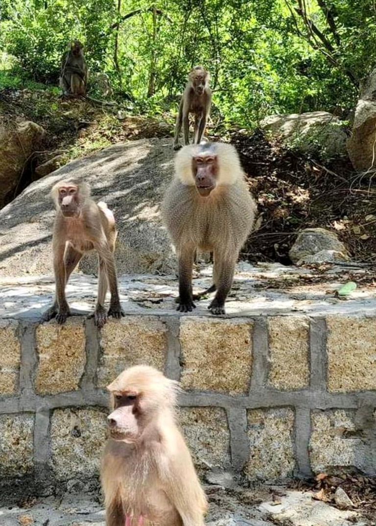 محمية برع باليمن