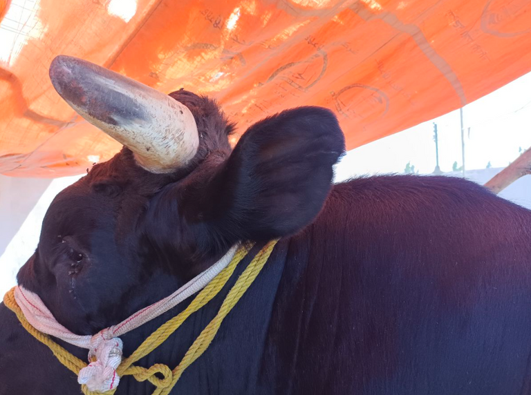 أكبر عجل بمصر يتناول أعلاف بـ500 جنيه مصري يوميا