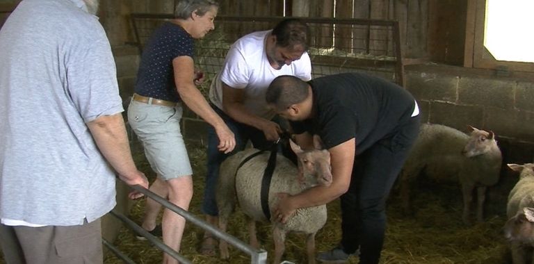 مسلمون يفحصون إحدى الأضاحي في بلجيكا