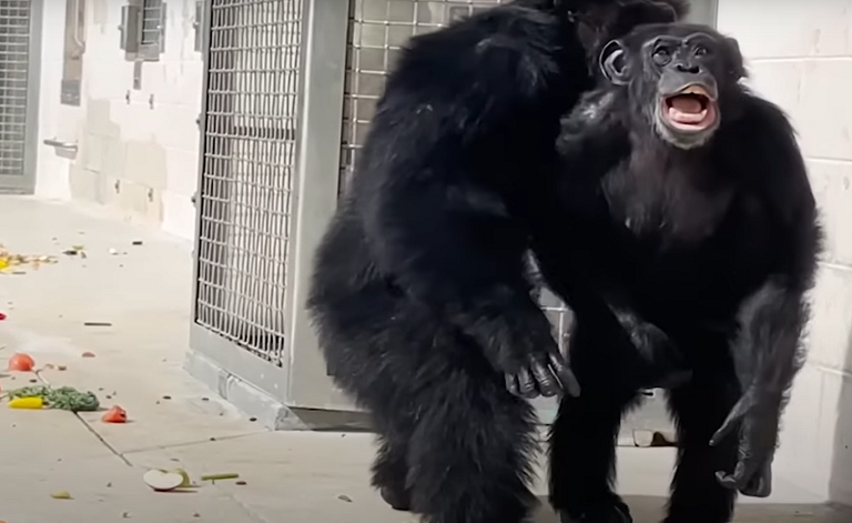 شمبانزي - أرشيفية