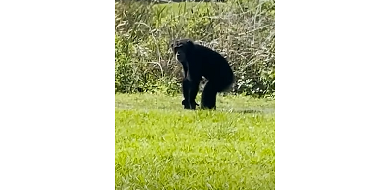 شمبانزي - أرشيفية