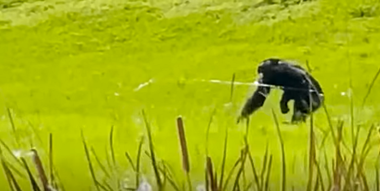 شمبانزي - أرشيفية