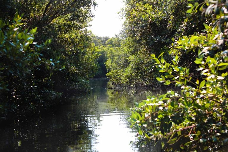 جانب من المبادرة الإماراتية