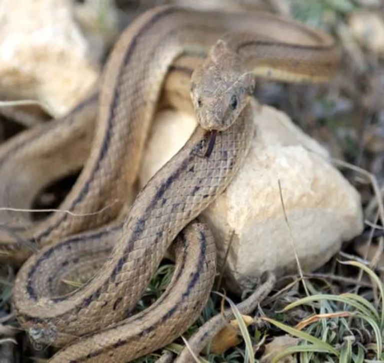 ثعبان يرقد داخل ثمرة بروكلي