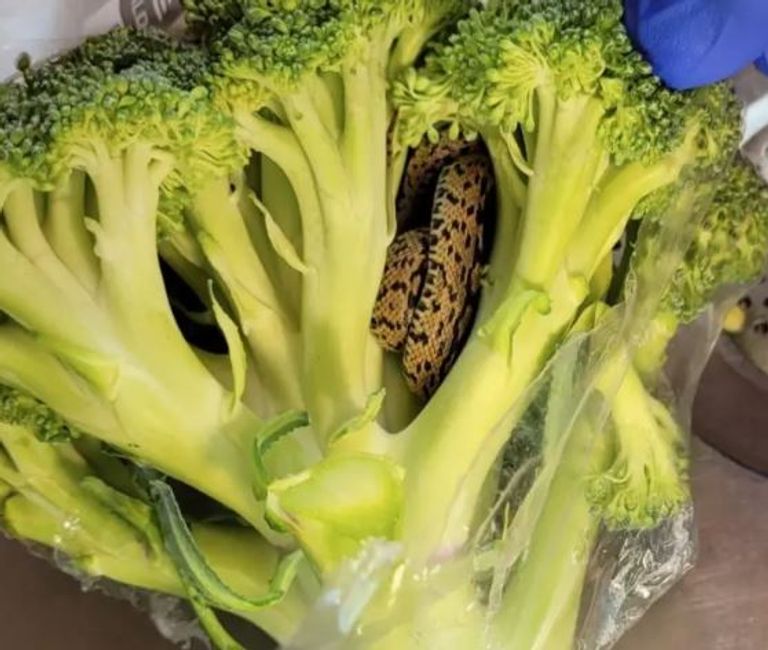 ثعبان يرقد داخل ثمرة بروكلي