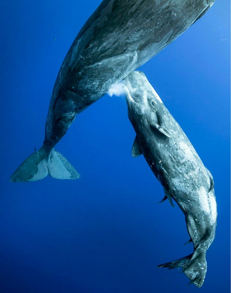 حوت صغير يرضع من أمه