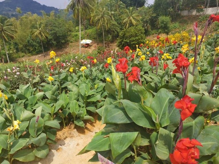 حديقة سيراو واحدة أفضل أماكن السياحة في سيبو أماكن السياحة في سيبو