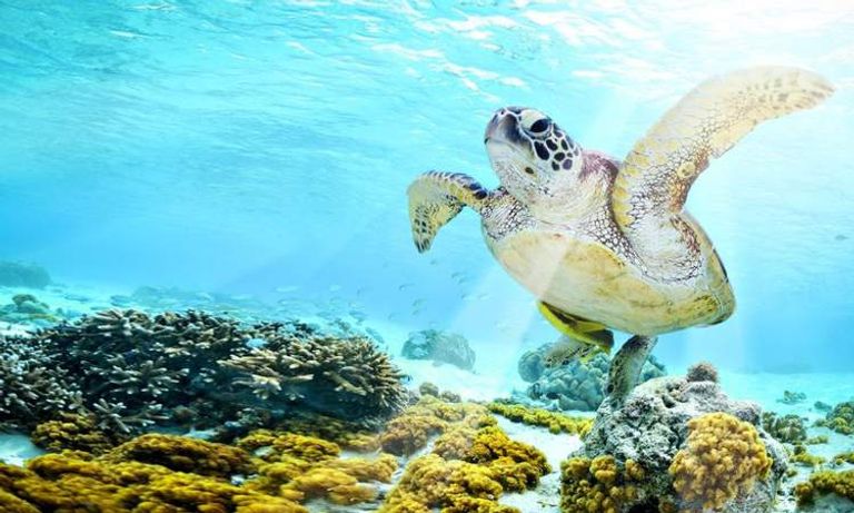 موقع "Turtle Bay" أحد أفضل مواقع الغوص في سيبو أماكن السياحة في سيبو