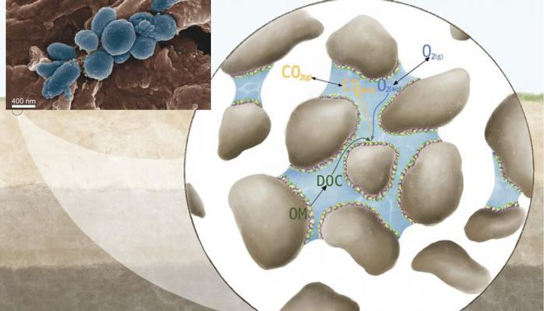 ميكروبات التربة تلعب دورا في الاحتباس الحراري