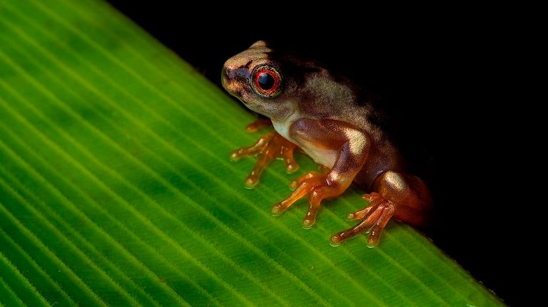 اكتشاف نوع جديد من الضفادع