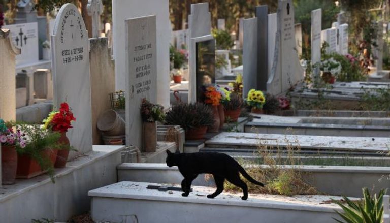 وباء حيواني يجعل قبرص "جزيرة للقطط النافقة"