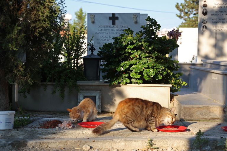 وباء حيواني يجعل قبرص "جزيرة للقطط النافقة"
