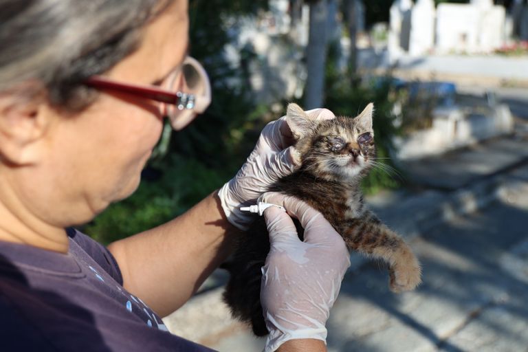 وباء حيواني يجعل قبرص "جزيرة للقطط النافقة"