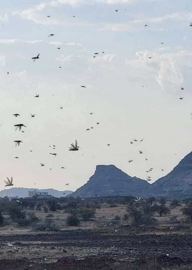 أسراب الجراد تغزو محافظات اليمن