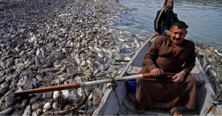 نفوق أسماك في العراق جراء التلوث آثار الجفاف في محافظ الديواني العراقية