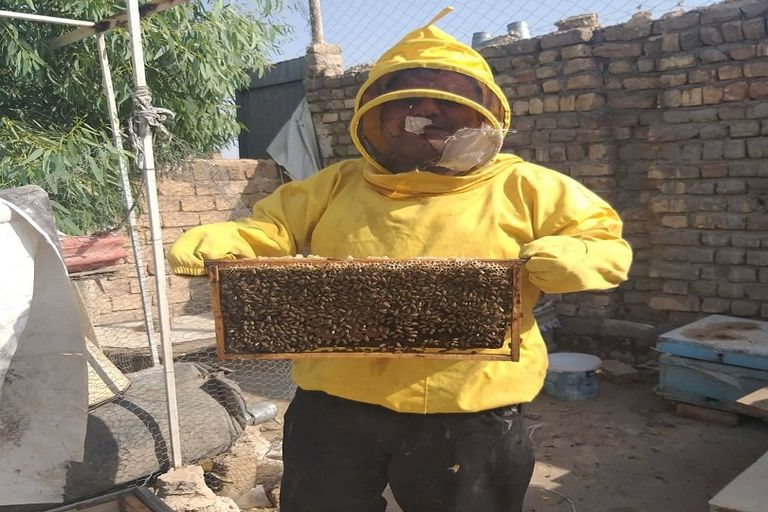 تراجع إنتاج العسل في العراق آثار الجفاف في محافظ الديواني العراقية