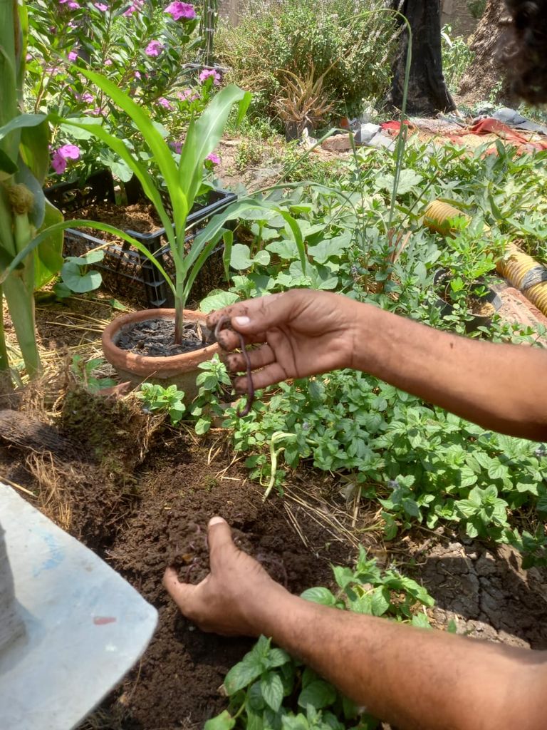 محمود بسيوني فخور بما حققه بفعل سماد الفيرومي كومبوست المنتج بواسطة الدود