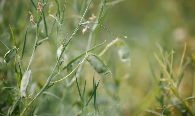 عينات (الجلبان) في المتحف المصري بالتحرير